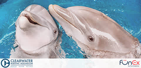Clearwater Marine Aquarium Discount Tickets from FunEx