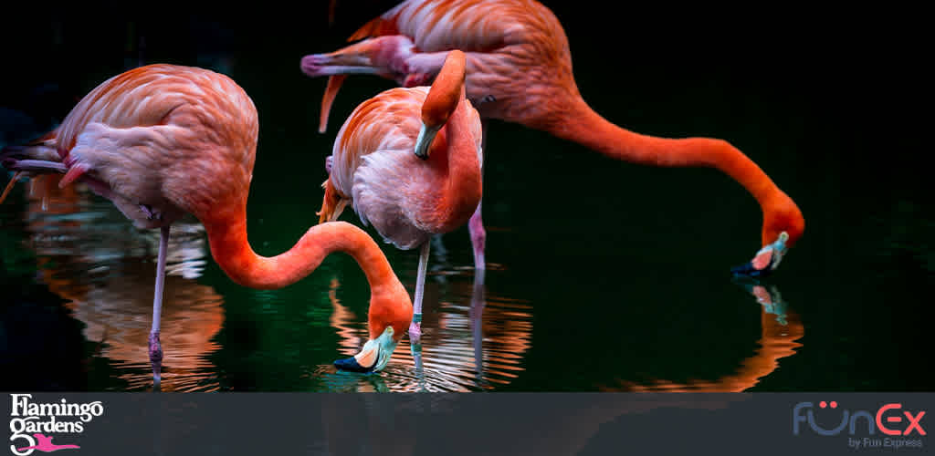 Flamingo Gardens Florida discount tickets