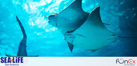 Sea Life San Antonio discount tickets