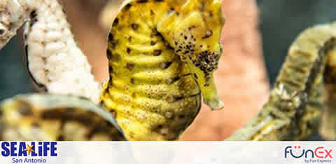 Sea Life San Antonio discount tickets