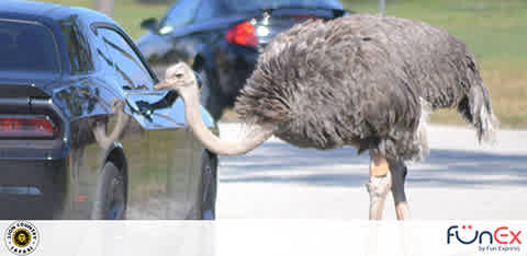 Lion Country Safari Park discount tickets