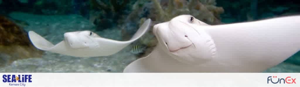 Sea Life Kansas City discount tickets