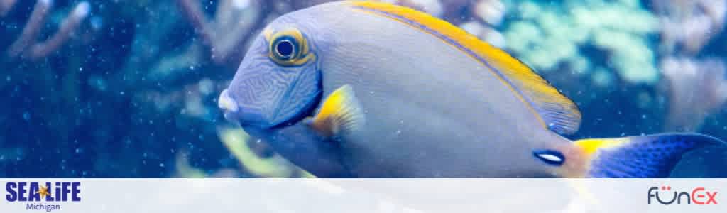 Sea Life Michigan discount tickets