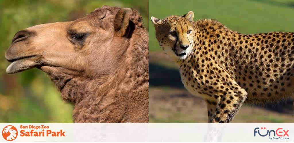 San Diego Safari Park discount tickets
