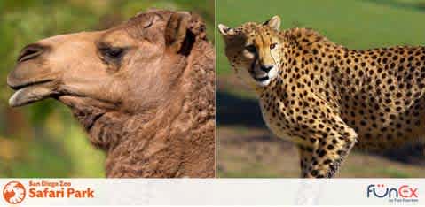 San Diego Safari Park discount tickets