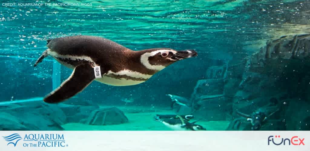 Aquarium of the Pacific tickets