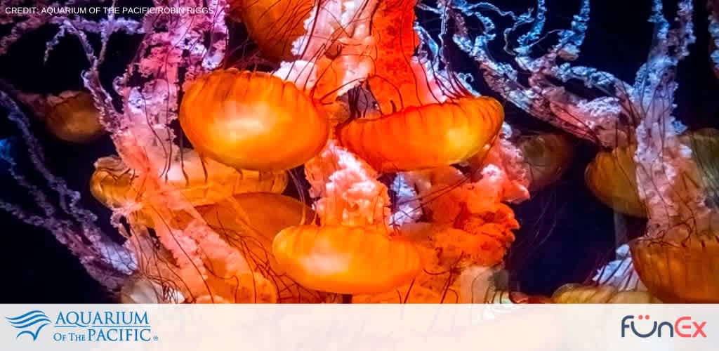 Aquarium of the Pacific tickets