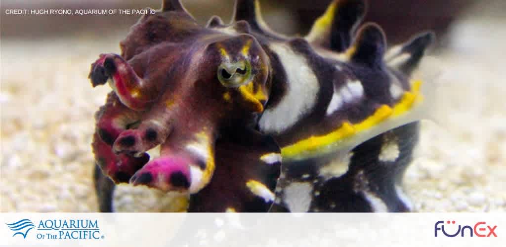 Aquarium of the Pacific tickets