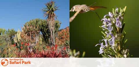 This image is a split-screen photo. On the left, we see an array of desert plants such as cacti and agave under a clear blue sky, typical of arid climates or a botanical display. A range of textures is visible amongst the green and reddish plants, some with spiky leaves, while others are more rounded and bush-like. On the right-hand side is a close-up of a hummingbird in mid-flight, its wings in a blur as it hovers near a stalk of purple flowers, likely sampling nectar. The backdrop of this scene is a soft focus green, suggesting a peaceful, natural environment. The bottom left corner includes the logo of the San Diego Zoo Safari Park.

At FunEx.com, you can soar to new savings heights with our exclusive discounts on tickets, ensuring you experience the wonder of nature at the lowest prices.