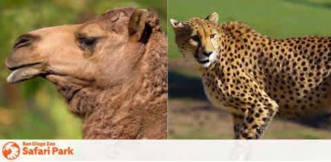 This image is a split-screen photograph, presenting two different animals side by side. On the left side of the image is a close-up of a camel with a serene expression, its brown fur partially illuminated by sunlight with a blurred green background suggesting a natural outdoor habitat. The camel's most prominent feature is its large, curved snout. On the right side, there is a full-body profile of a cheetah in a poised stance, its tawny coat dotted with black spots, and its head turned to gaze directly at the viewer. It stands on a grassy terrain, ready for motion. Both animals represent species that guests might expect to see in a setting like the San Diego Zoo Safari Park, whose logo is visible in the top left corner of the image. To enhance your next adventure at the safari park, visit FunEx.com for exclusive savings and the lowest prices on tickets.