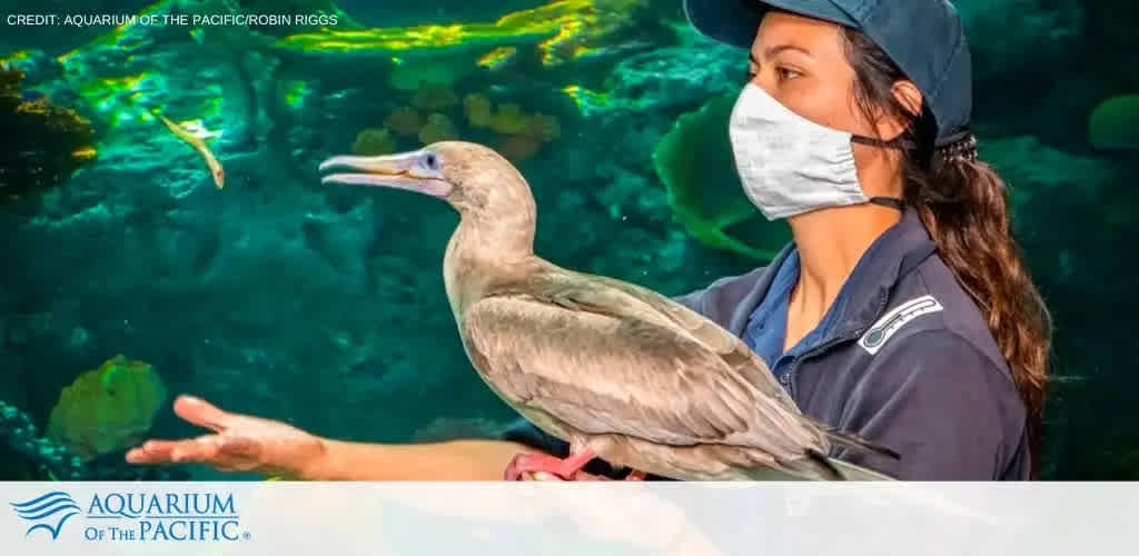 Image shows a staff member wearing a blue shirt, cap, and a face mask at the Aquarium of the Pacific holding a bird with a long beak. Behind them is an underwater scene with bright fish and coral. Credit to Aquarium of the Pacific/Robin Riggs.