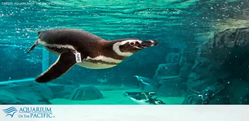 Image shows a penguin gracefully swimming underwater. Its black and white body is contrasted against the clear blue water. The penguin is tagged for monitoring, and the scene hints at an aquatic habitat, likely in an aquarium setting, as indicated by the text at the bottom referring to Aquarium of the Pacific.