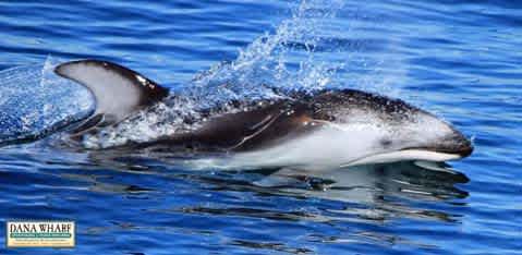 Image description: This photo captures a close-up of a lively dolphin as it emerges from the sparkling blue waters of the ocean. The dolphin is mid-leap, with droplets of water cascading off its sleek, gray and white body against a backdrop of deep azure. Its dorsal fin and part of its back are visible above the waterline, emphasizing the grace and agility of its movement.

Remember to check out FunEx.com for the lowest prices on tickets, letting you enjoy savings that make every adventure more memorable!