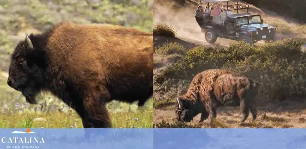 The image is split into two scenes featuring American bison. On the left, a single bison stands in a grassy field. On the right, a bison grazes near a dust trail left by a safari-style vehicle filled with passengers on a wildlife tour. The logo of Catalina Island Company is visible below the left image.