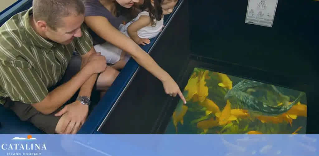 A man and a child lean over the side of a glass-bottom boat, peering into the clear ocean water to observe vibrant yellow fish. The scene includes a portion of the boat interior and the Catalina Island Company logo.