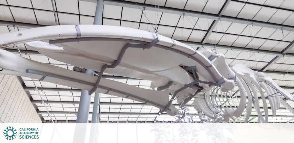 California Academy of Sciences discount tickets