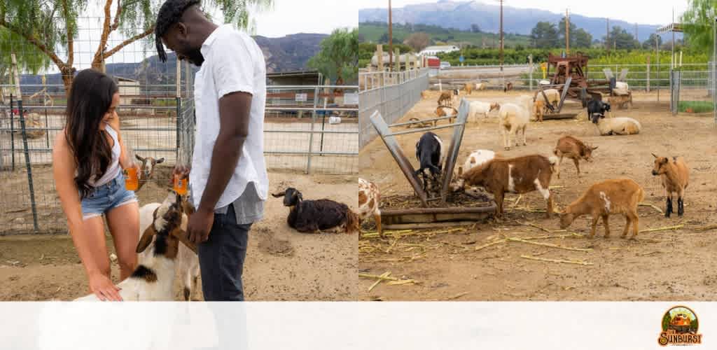 This image displays a moment of interaction between two individuals and a few goats within a fenced enclosure. To the left, a woman in a sleeveless top and denim shorts is seen squatting down to pet a light brown and white goat that is affectionately leaning towards her. Accompanying her is a man in a white shirt and dark pants, who is standing and looking down at the goat with a smile, with one hand gently holding the goat's back. The enclosure is populated with a variety of goats of different sizes and colors, some resting and others milling about. Hay is scattered on the ground, and in the background, farming equipment and a wooden structure are visible, suggesting a farm setting. Gentle hills frame the scene in the distance under a partly cloudy sky.

Visit FunEx.com for unbeatable savings on tickets to exciting experiences where you can create memories just like these – enjoy the lowest prices guaranteed!