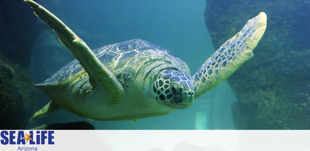 Image displays a sea turtle in an underwater environment, gracefully swimming with its fins extended. The turtle's intricate shell patterns and calm demeanor are prominent. In the foreground is the logo for SEA LIFE Arizona aquarium, indicating the setting. The hues of blue and green set a serene aquatic mood.