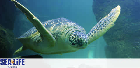 Image displays a serene sea turtle swimming in clear blue water with the SEA LIFE Arizona logo visible in the corner, indicating the setting is an aquarium environment. The turtle's shell exhibits various patterns and its flippers are extended as if gliding.