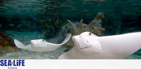 Underwater view at SEA LIFE Arizona featuring two playful rays gliding effortlessly, one in the foreground with a prominent grin and another slightly behind. Crystal-clear waters and rocky sea floor create a serene aquatic ambiance. SEA LIFE logo visible.