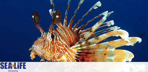 Image displays a vibrant lionfish swimming, characterized by its striking stripes and elongated, fan-like fins. The background is a deep blue, indicative of an underwater setting. The lower part features the SEA LIFE Arizona logo.