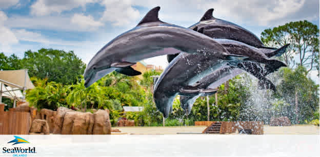 Image shows three dolphins mid-air during a performance, with a splash of water around their tails, set against a backdrop of trees and a clear sky. The logo of SeaWorld is visible in the corner.