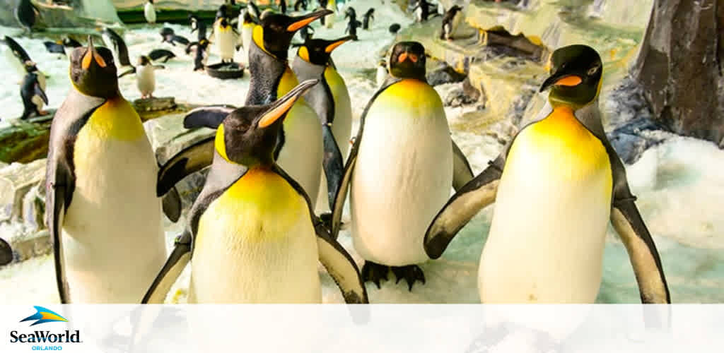 Image shows a group of emperor penguins on icy terrain with some standing on rocks, others wading in shallow waters. Their distinctive yellow and black markings are prominent. The backdrop features additional penguins and a soft, hazy environment. The SeaWorld Orlando logo is visible at the bottom left.