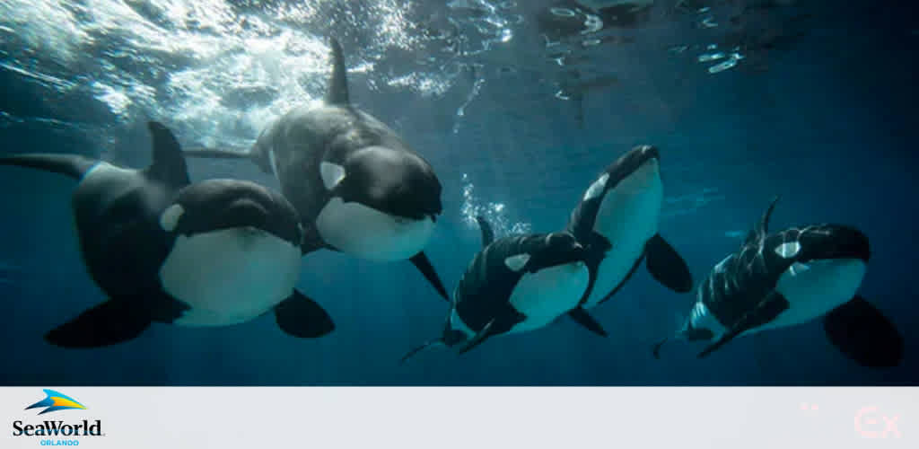 Image shows a group of five orcas swimming gracefully underwater. Their black and white markings are visible against the blue water as light filters from the surface above. The backdrop has the logo of SeaWorld Orlando.