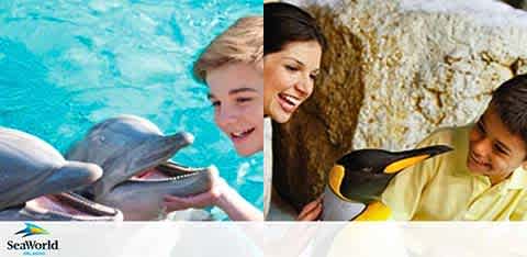 Two scenes at SeaWorld: A person touches a dolphin; another feeds a penguin.