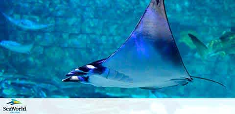 Image displays a manta ray swimming in clear, aquamarine waters with its body slightly angled, showcasing its wide, triangular pectoral fins and a long, slender tail. Its underbelly glimmers with light reflections. The background is dotted with numerous tiny fish, creating a sense of bustling marine life. The logo at the bottom suggests the setting is an aquatic theme park.