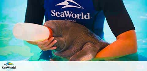 A person in a SeaWorld Orlando uniform cradles a small walrus pup in a pool, gently feeding it with a large bottle. The pup appears content and healthy as it enjoys its meal. The SeaWorld logo is visible in the background, signifying the location.