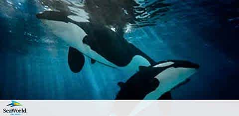 Image of two orcas swimming gracefully underwater. The larger orca is ahead, both are featuring distinctive black and white coloring. Light filters from the surface of the water, adding a serene glow to the scene. The SeaWorld logo is visible in the corner.