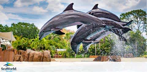 Three dolphins are leaping gracefully above the water in unison at SeaWorld. They are in mid-air against a backdrop of lush green trees and a blue sky with scattered clouds. Splashes of water trail behind them, capturing the dynamic movement. The image conveys a sense of joy and spectacle characteristic of SeaWorld shows.