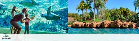 Image showing two distinct scenes from SeaWorld. On the left, a person interacts with a dolphin through a clear underwater barrier. The water is a vibrant turquoise, and the dolphin appears engaged and playful. On the right, a dolphin leaps out of a lagoon surrounded by lush greenery and palm trees under a clear blue sky. The SeaWorld logo is visible on the lower left corner.