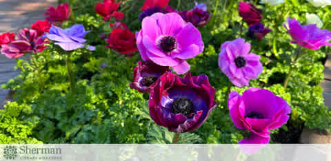 Description: This image features a vibrant display of flowers, predominantly in shades of deep purple and magenta, set against a backdrop of fresh greenery. The blooms have prominent, dark centers that contrast with their colorful petals. Each flower appears full and lively, basking in sunlight that subtly highlights their intricate details. The garden setting suggests a peaceful and natural environment.

At FunEx.com, not only do we celebrate the beauty of nature, but we also offer the best deals to experience it first-hand. Enjoy the lowest prices on tickets to botanical gardens and various outdoor attractions, ensuring your adventures are filled with color and savings.