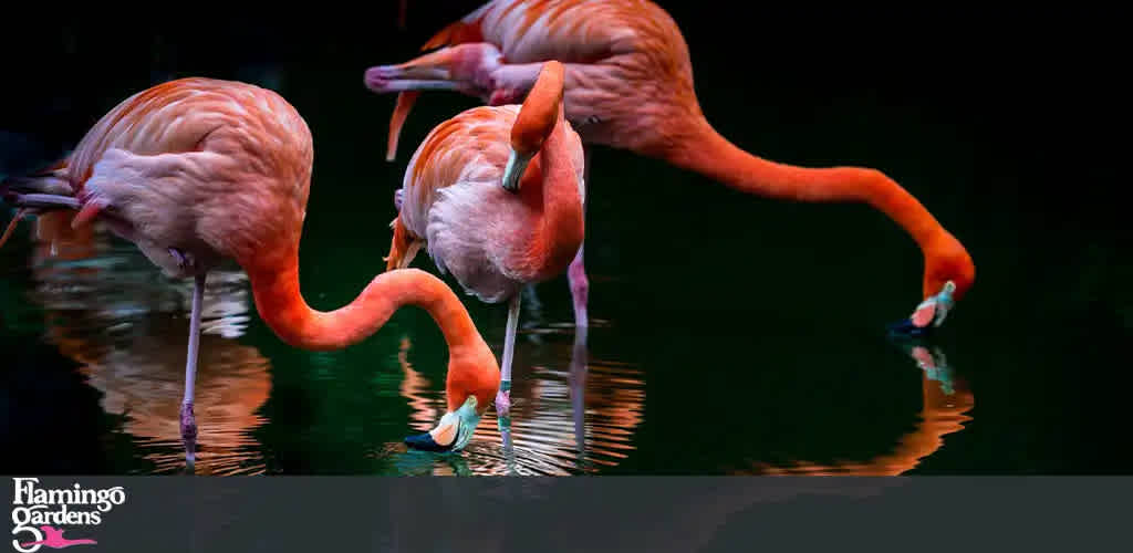 Flamingo Gardens Florida discount tickets