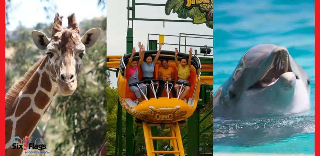 A triptych of a giraffe, theme park ride with people, and smiling dolphin.