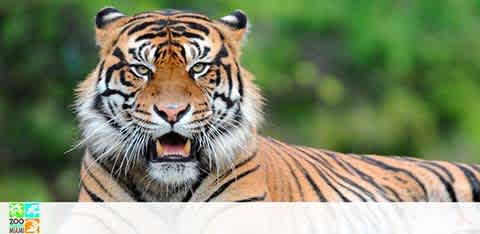 A tiger with black stripes rests, gazing ahead with mouth slightly open.