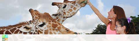 Two giraffes being fed by a woman and a child against a cloudy sky.