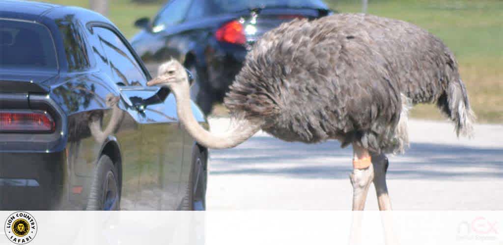 Lion Country Safari Park discount tickets