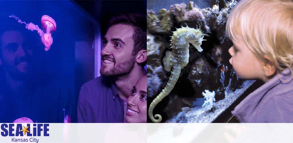 Image showing two distinct scenes at SEA LIFE Kansas City. On the left, a joyful man and woman are admiring a pink jellyfish in a darkened aquarium setting, their reflections visible on the glass. On the right, a young child with blond hair is intently observing a seahorse camouflaged against coral inside an aquarium tank. The SEA LIFE logo is clearly displayed at the bottom center.