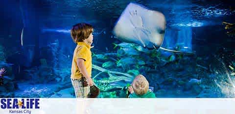 A child stands in awe as a stingray glides by in a large aquarium tank at SEA LIFE Kansas City. Vibrant marine life is visible in the background within the serene underwater scene. Another child, crouched down, is also observing the aquatic display.