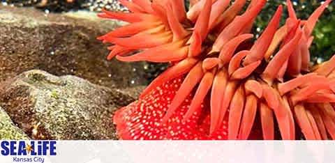 Vibrant orange sea anemones with delicate tentacles are featured prominently in the foreground, set against a natural aquatic backdrop with rocks. The bottom right corner has the Sea Life Kansas City logo.