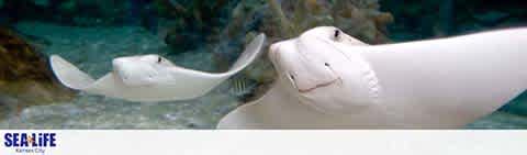 A serene underwater scene featuring a smiling Beluga whale underwater with a stingray in the background. The logo for Sea Life Sanctuary is visible in the corner. The blue hues of the water contrast with the white of the whale, creating a calm ambiance.