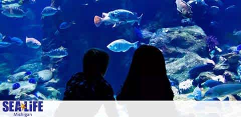 Two silhouetted individuals are sitting in front of a large aquarium window at SEA LIFE Michigan, observing an array of colorful fish swimming among underwater rocks. The aquatic scene is illuminated, highlighting the blue hues of the water. The SEA LIFE logo is visible at the bottom left corner.