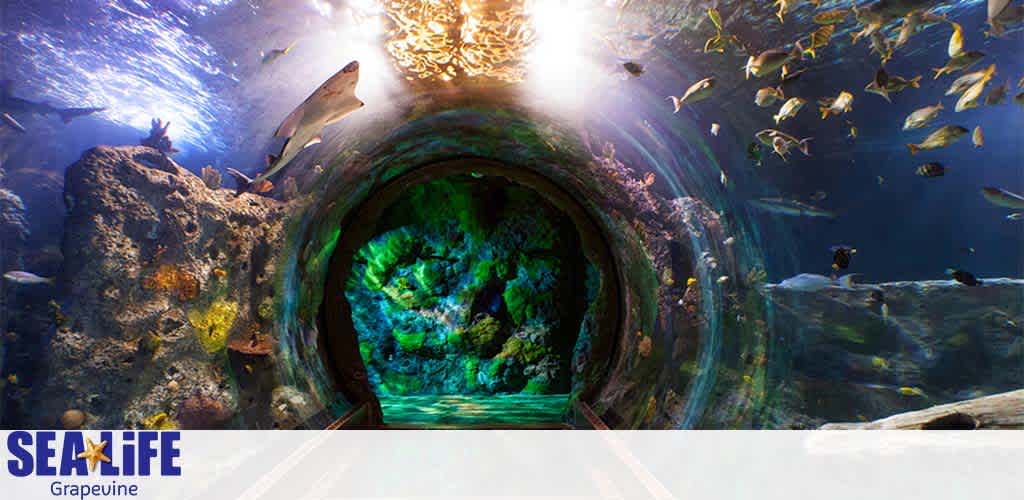 Image depicts an underwater tunnel at SEA LIFE Grapevine with a vibrant array of fish swimming. The sunlight filters through the water from above, illuminating the scene with rays of light. The tunnel curves towards a green-lit chamber, providing a captivating view of marine life in a serene, submerged environment.