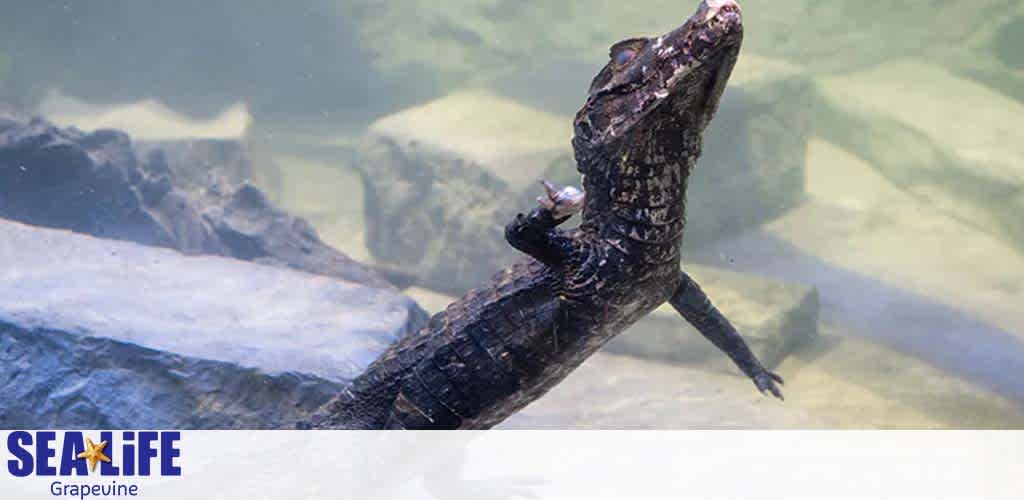 Image shows a young dark-colored alligator partially submerged underwater. Its head and back are above the surface, mouth slightly open in a characteristic pose. The background contains a blurred watermark logo for SEA LIFE Grapevine.