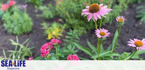 Image showing a vibrant garden bed with pinkish-purple coneflowers in the foreground. Various green plants and smaller pink blooms occupy the background. A blurry text at the bottom indicates the location is SEA LIFE Grapevine.