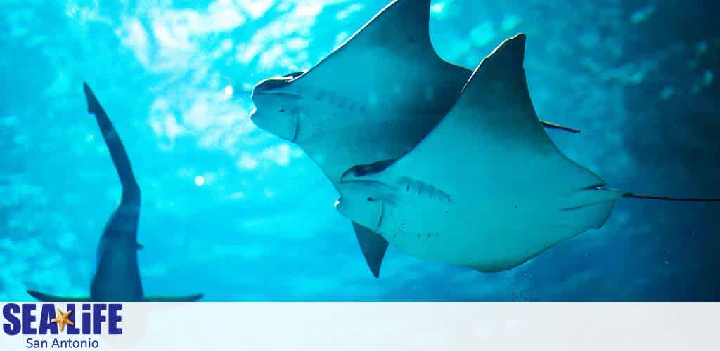 Image displays two stingrays swimming gracefully underwater with sunlight filtering through the water above. The rays' silhouettes are seen against the vibrant blue ocean background. The photo includes the Sea Life San Antonio logo.