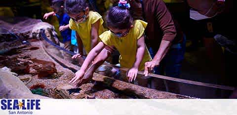 Visitors, including children in yellow shirts, interact with marine life at a touch pool exhibit under dim blue lighting at SEA LIFE San Antonio. They are leaning forward with hands reaching into the water, likely feeling the textures of underwater creatures. The SEA LIFE logo is visible at the bottom left corner.